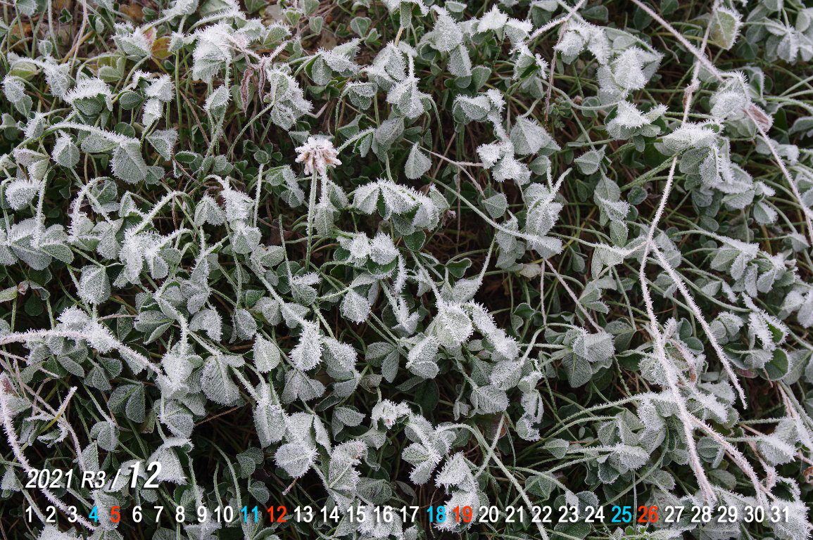 �V���c���N�T