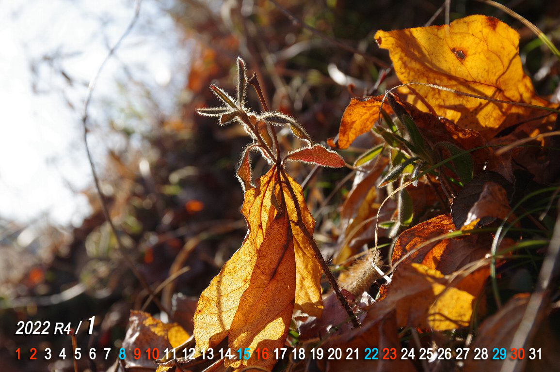 �~�̗����t