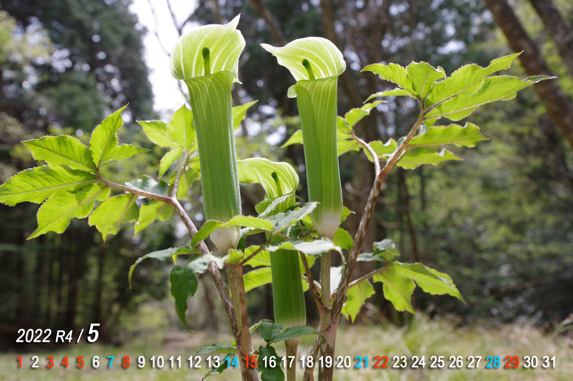 �����E�e���i���V���E