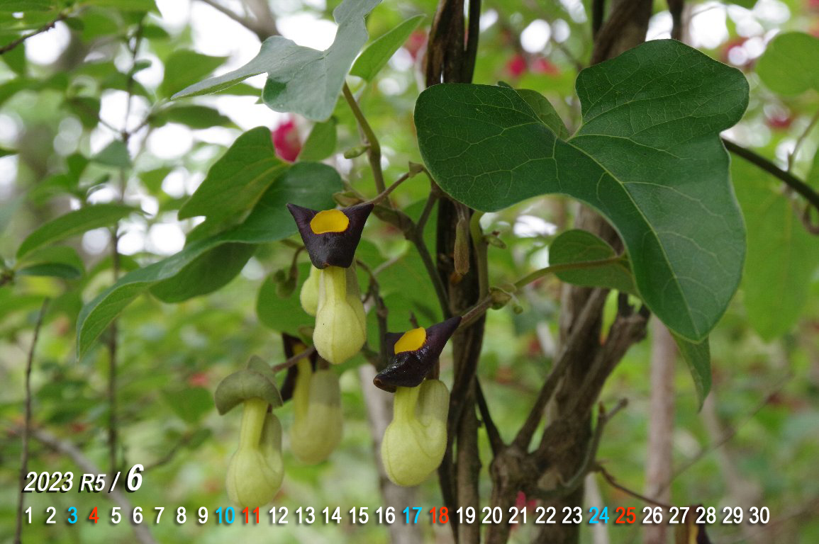 �A���}�E�}�m�X�Y�N�T