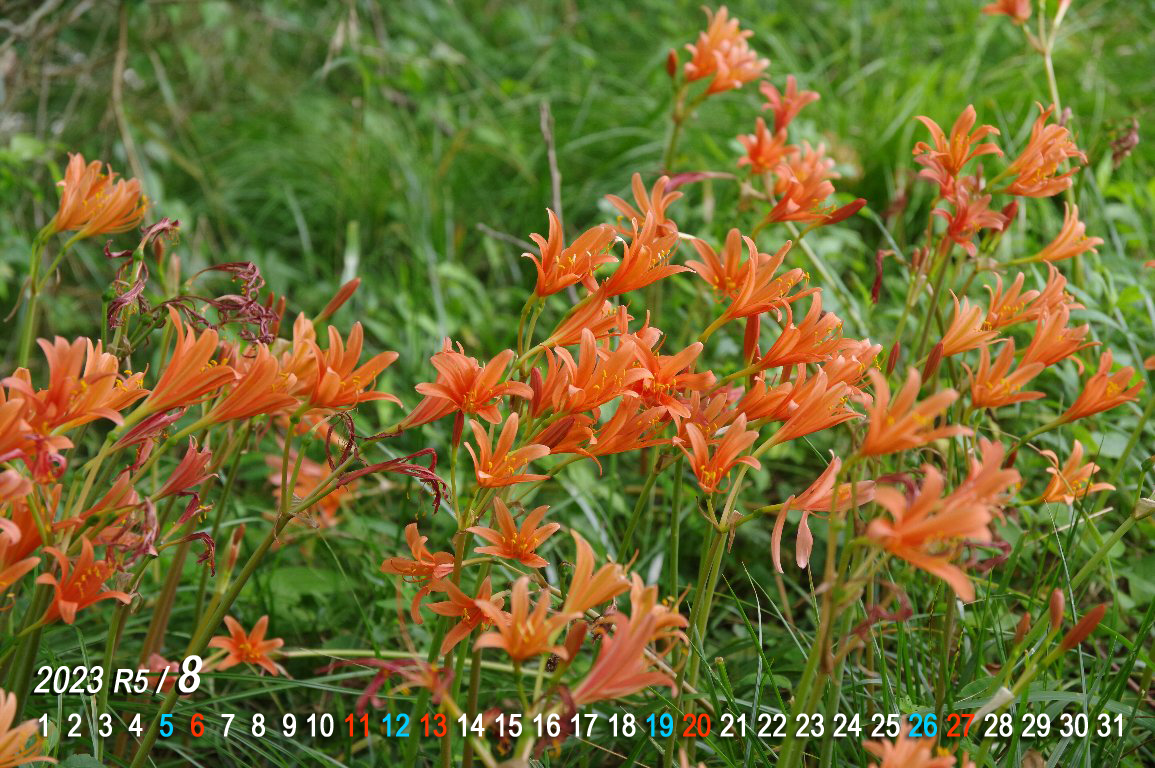 �L�c�l�m�J�~�\��