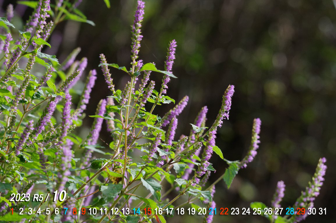 �i�M�i�^�R�E�W��