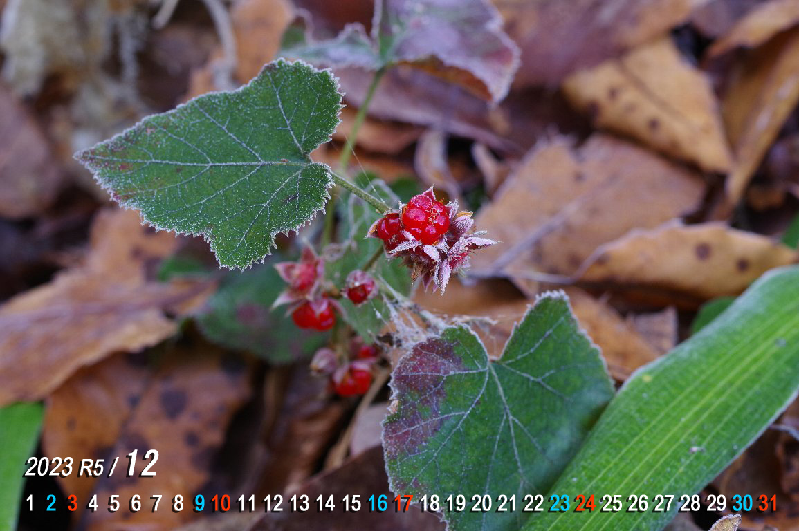 �t���C�`�S