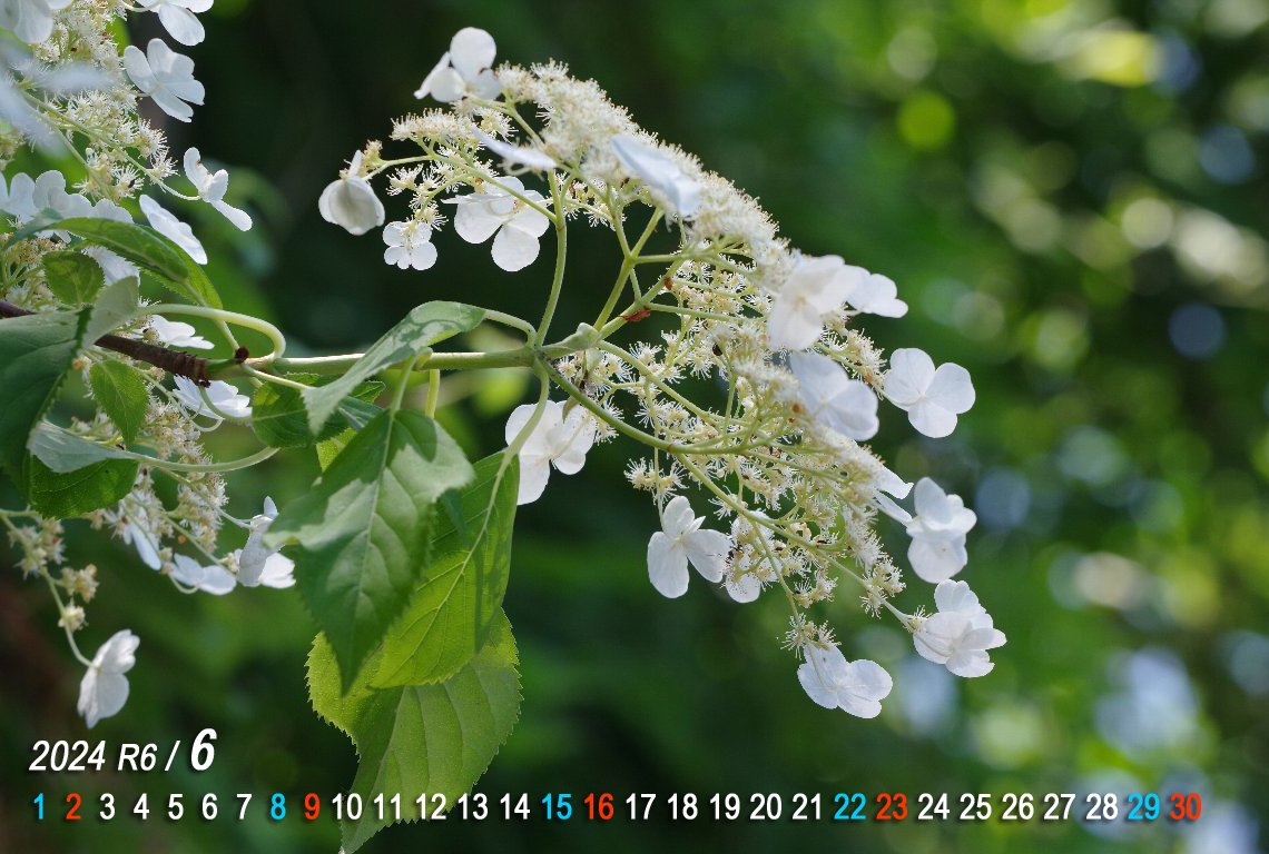 �c���A�W�T�C