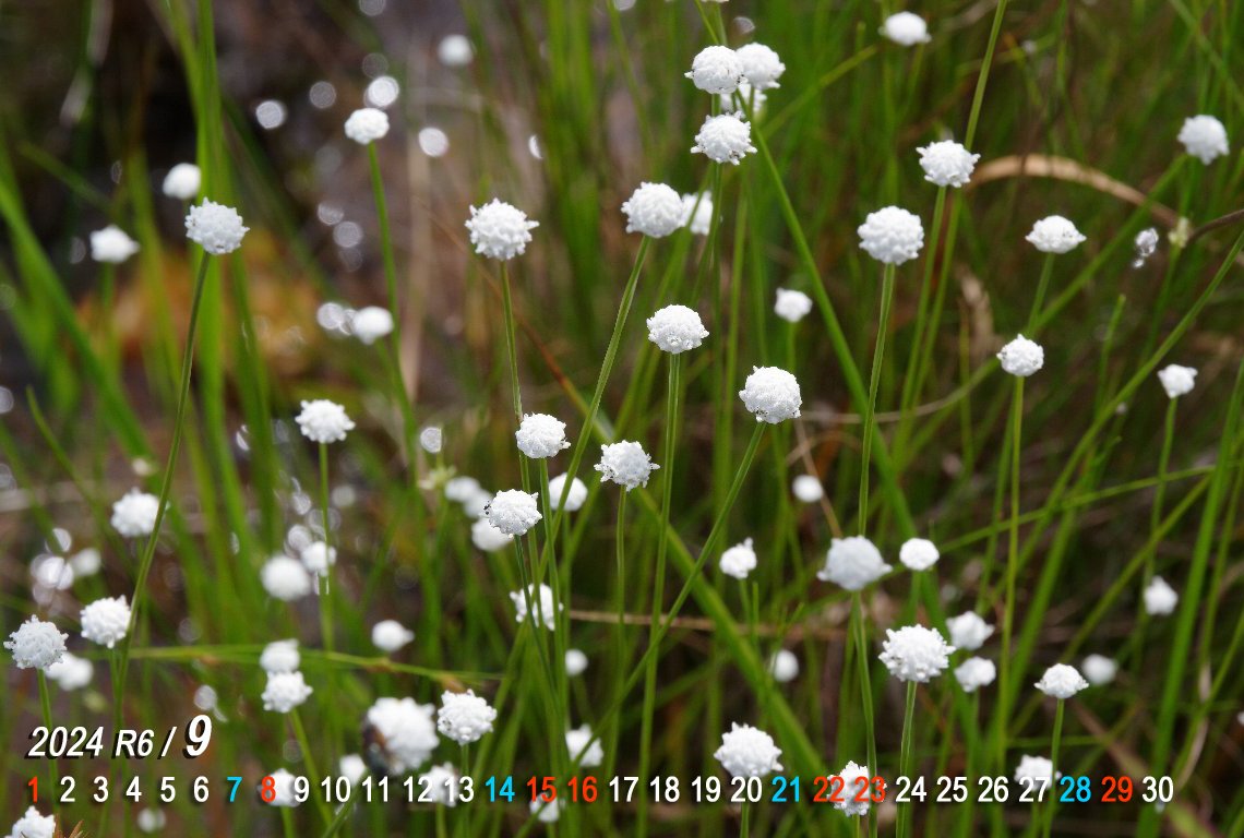 �V���^�}�z�V�N�T