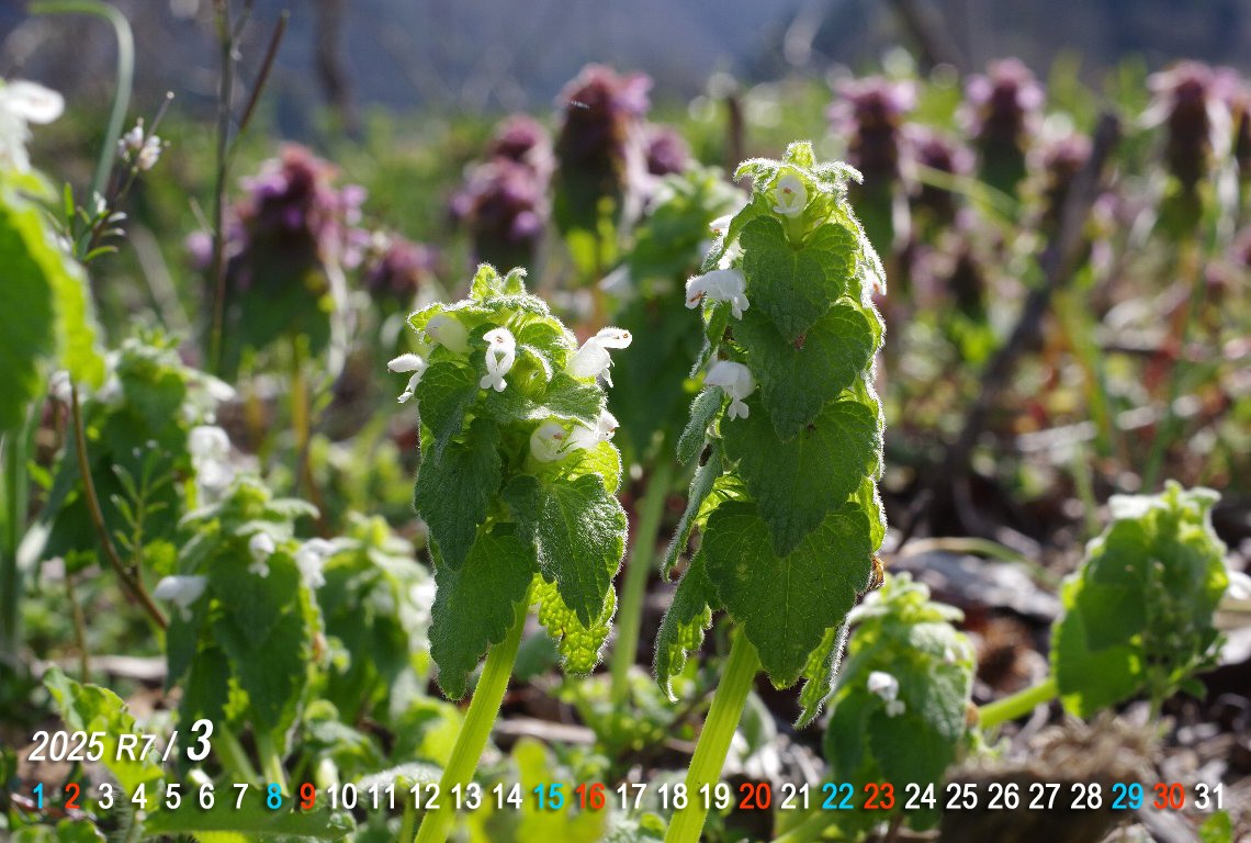 �q���I�h���R�\�E