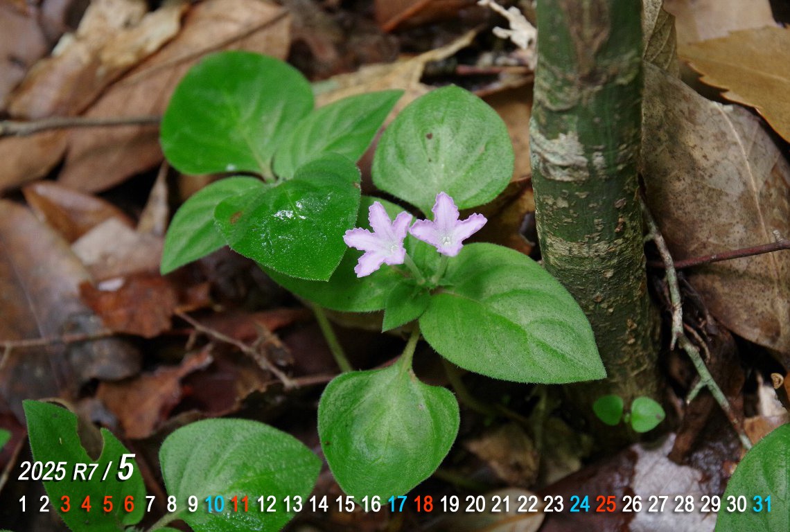 �C�i�����\�E