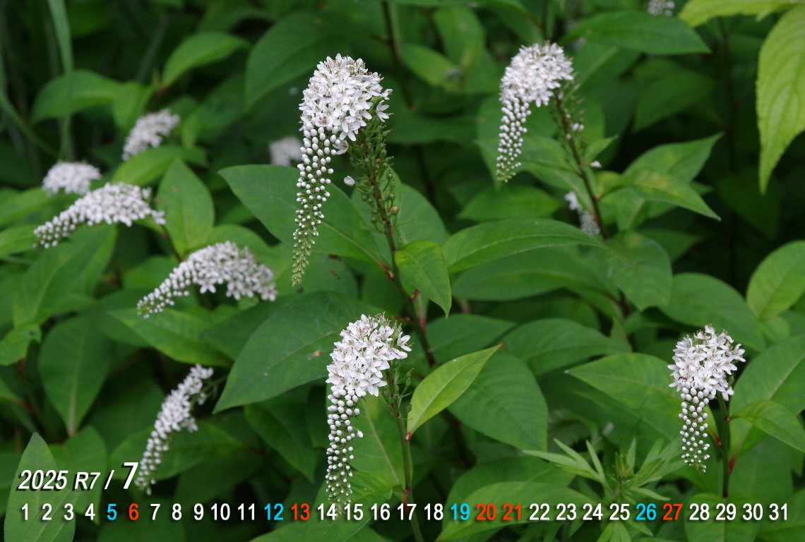 �I�J�g���m�I