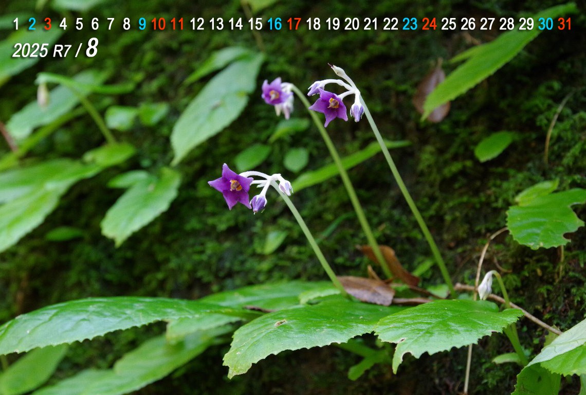 �C���^�o�R