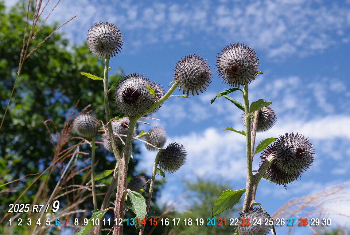 �n�o���}�{�N�`