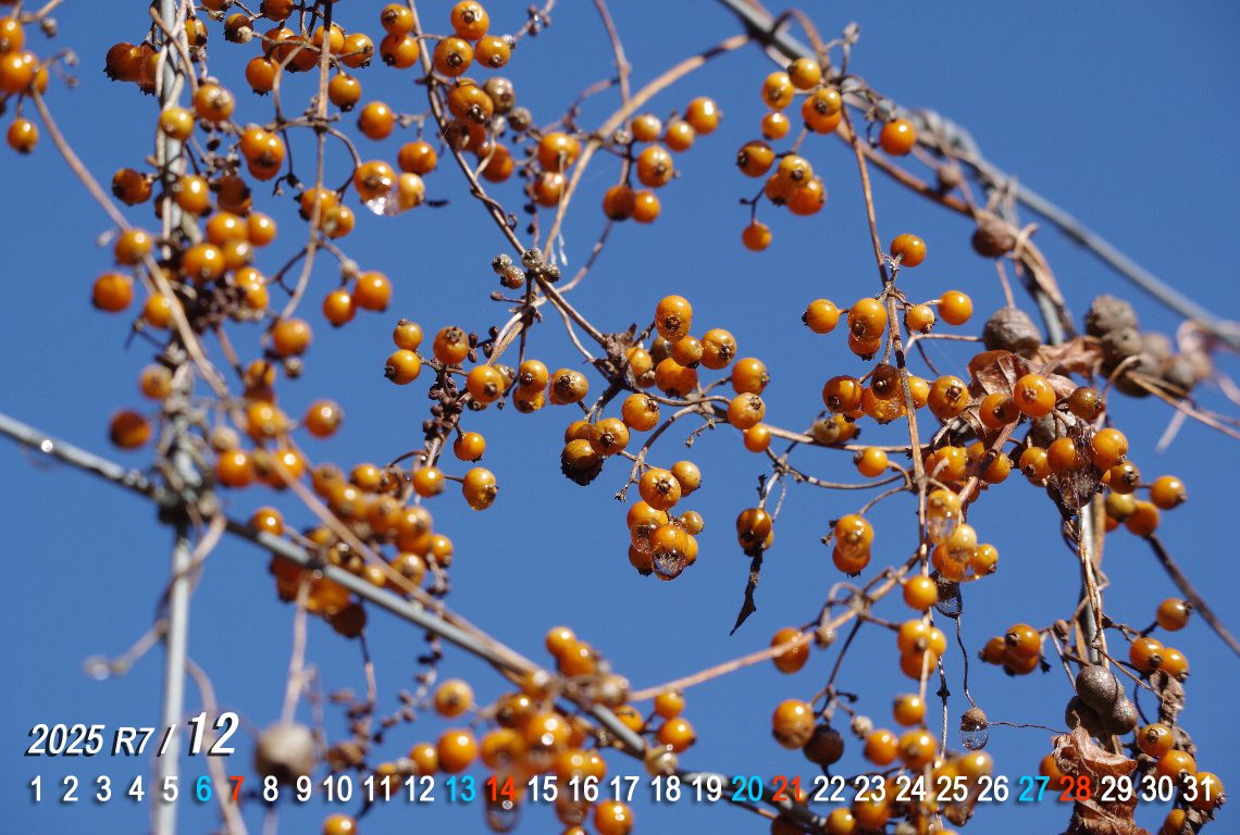 �w�N�\�J�Y��