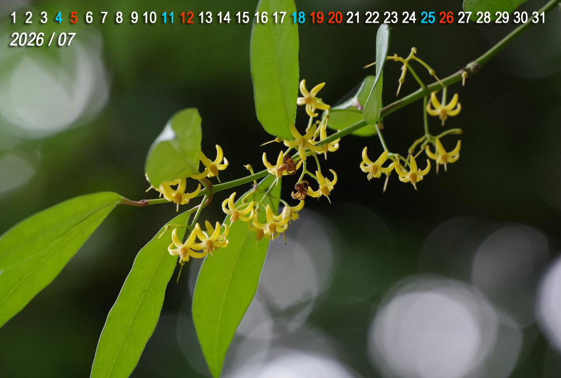 �`�g�Z�J�Y��