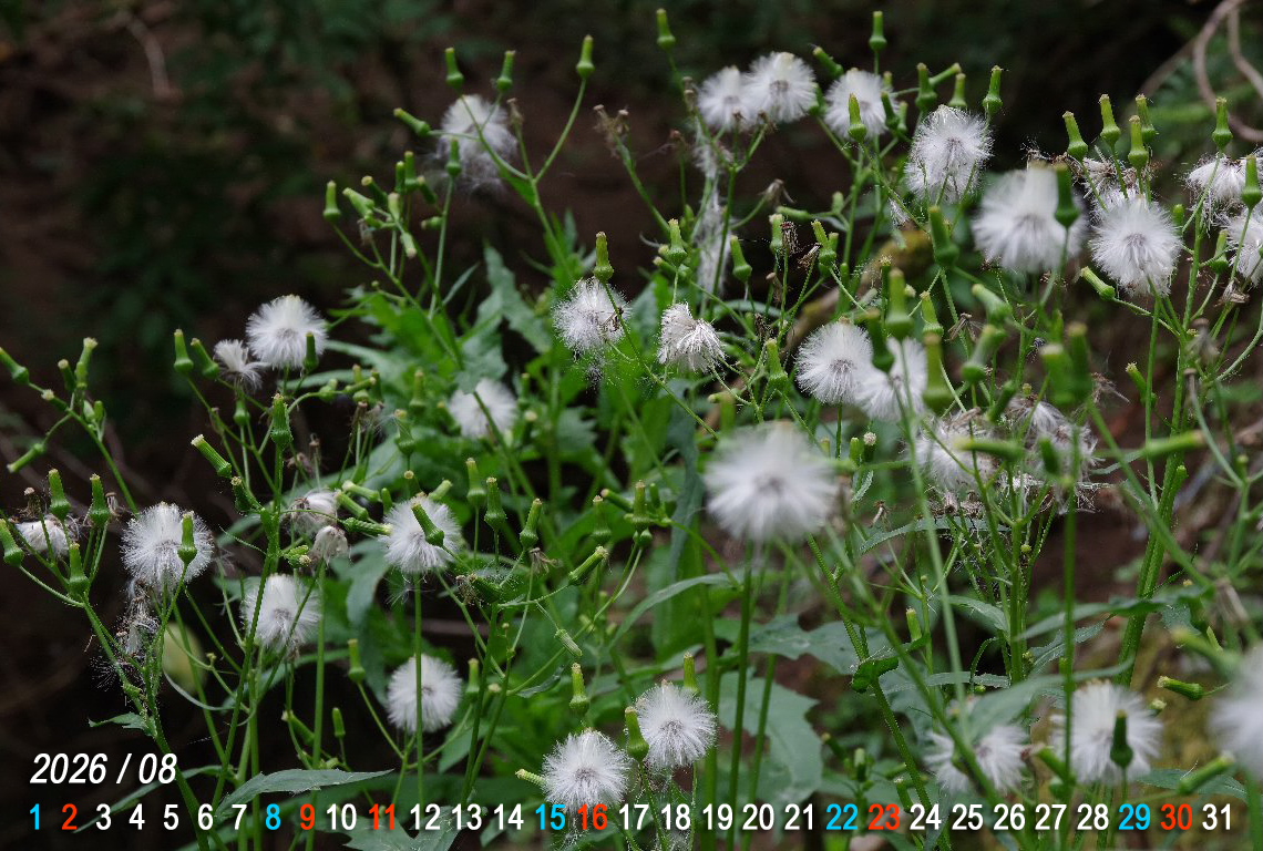 �_���h�{���M�N