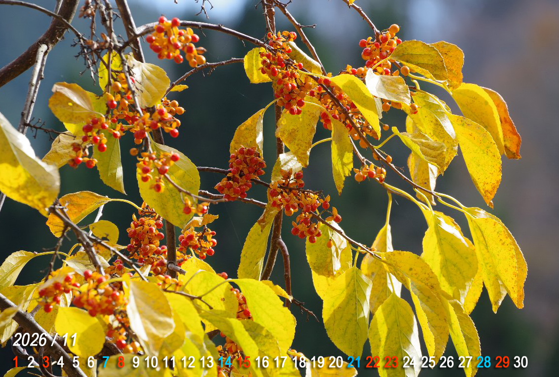 �c���E�����h�L