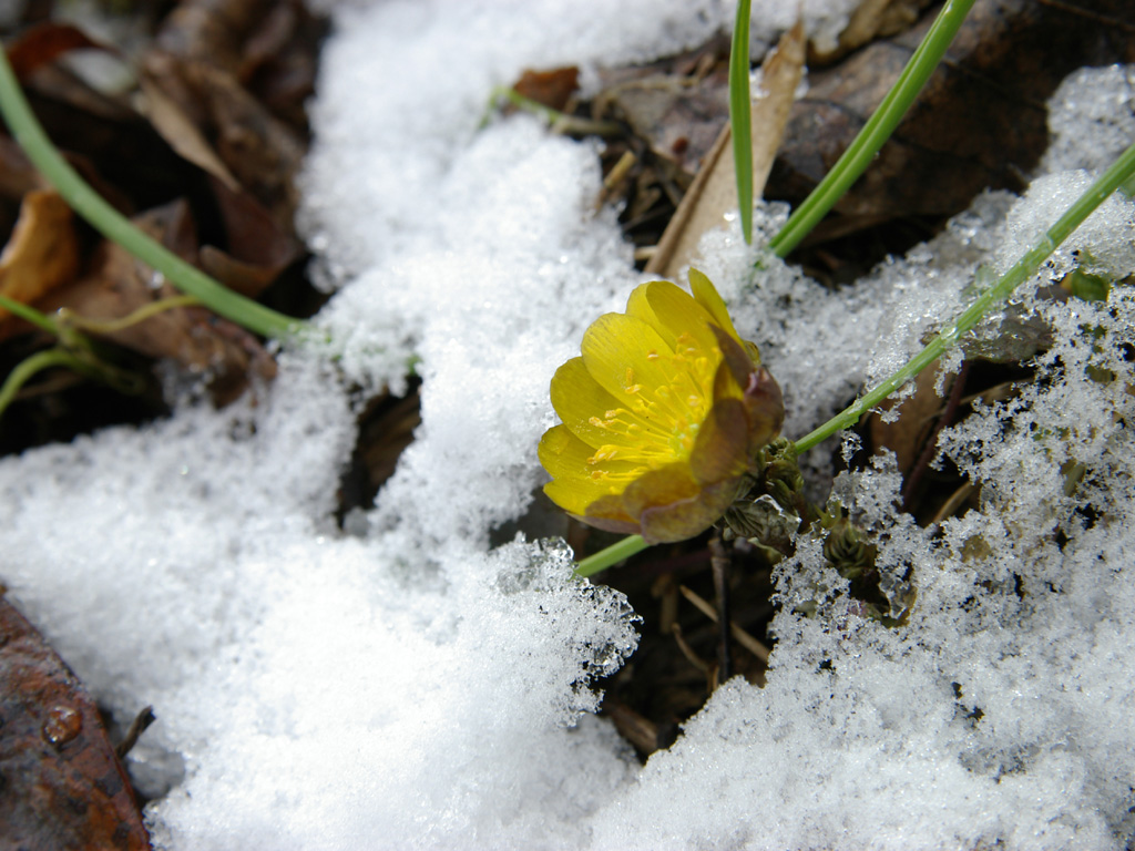 �t�N�W���\�E