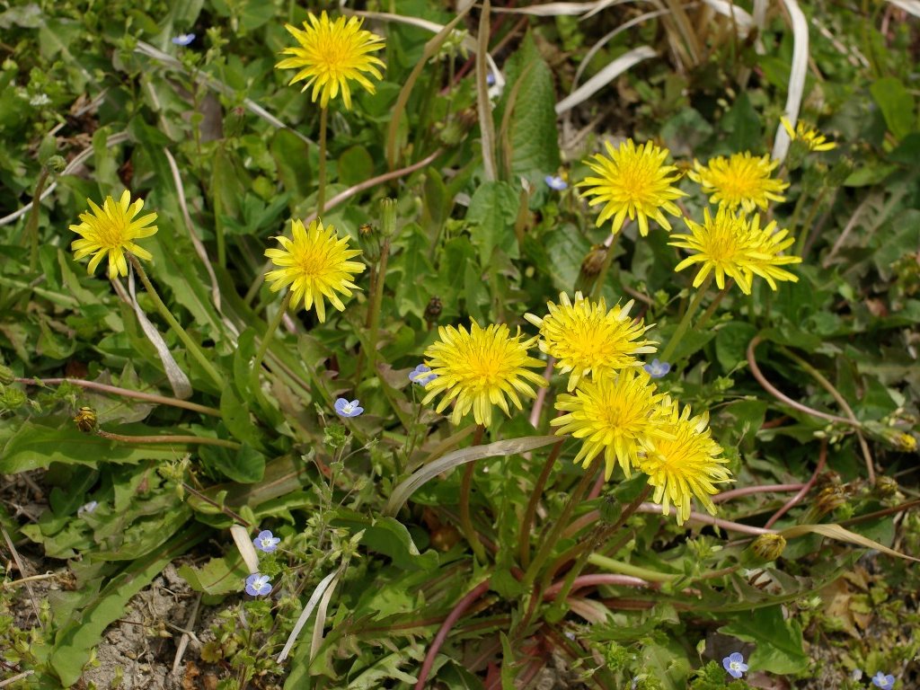 �J���T�C�^���|�|