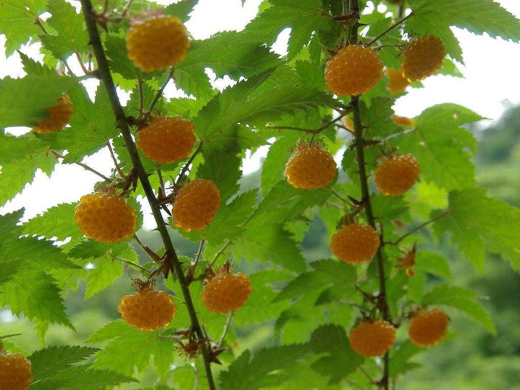 �i�K�o���~�W�C�`�S