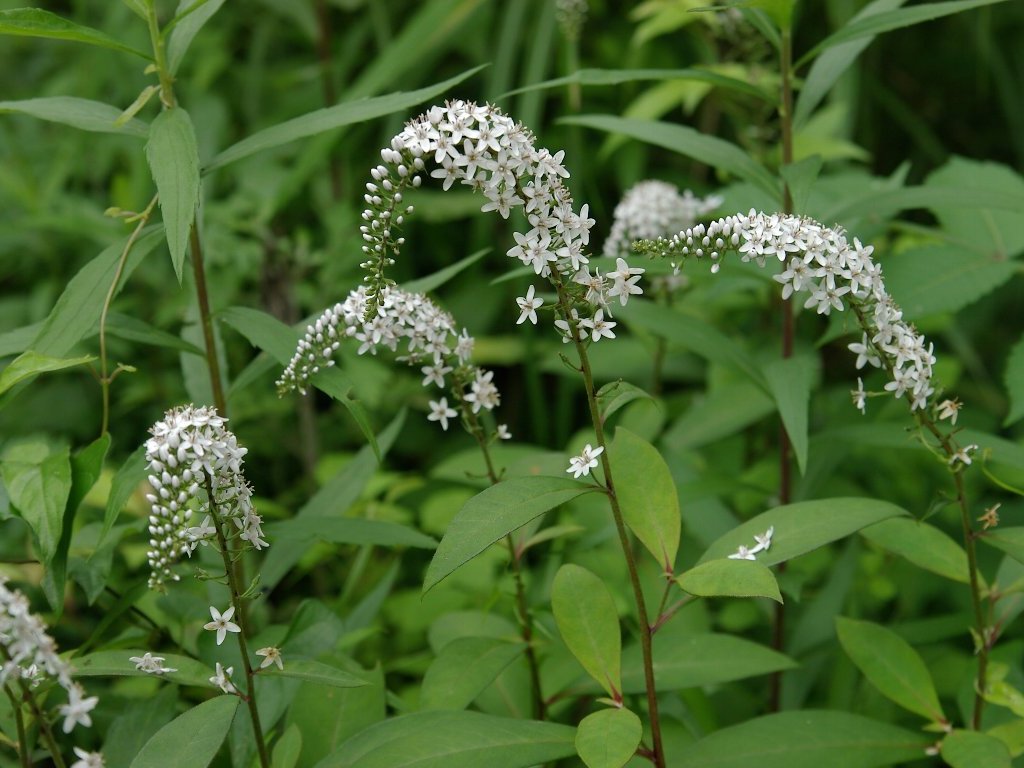 �I�J�g���m�I