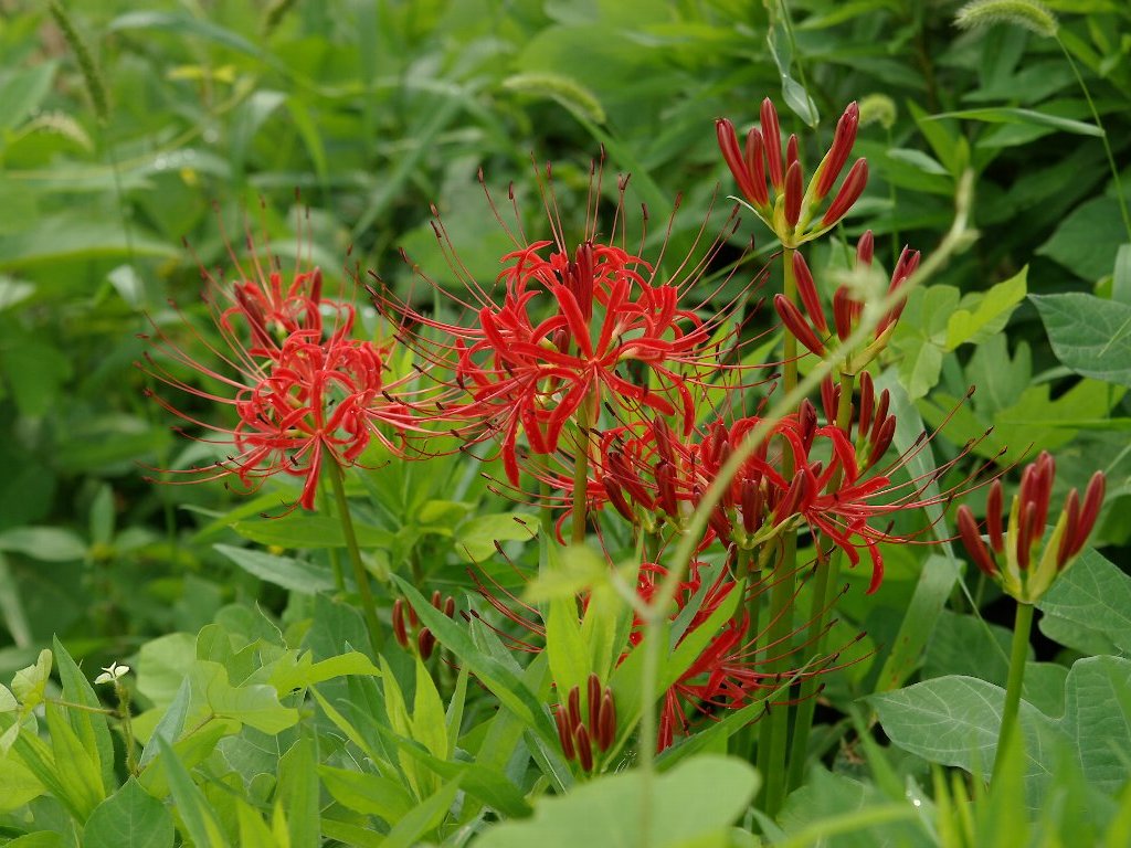 �q�K���o�i