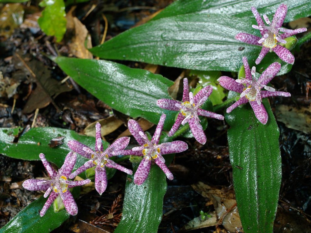 �z�g�g�M�X