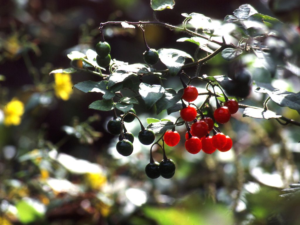 �q���h���W���E�S