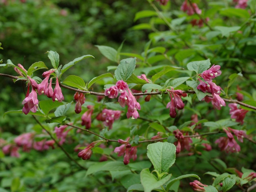 ���u�E�c�M