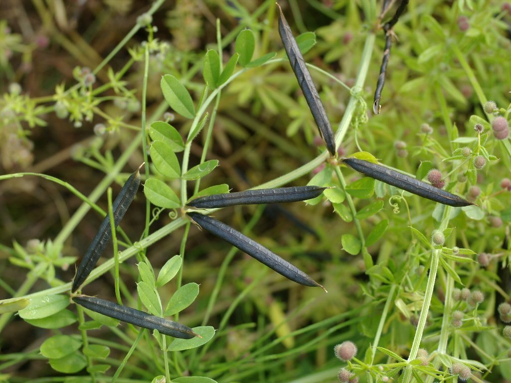 �J���X�m�G���h�E