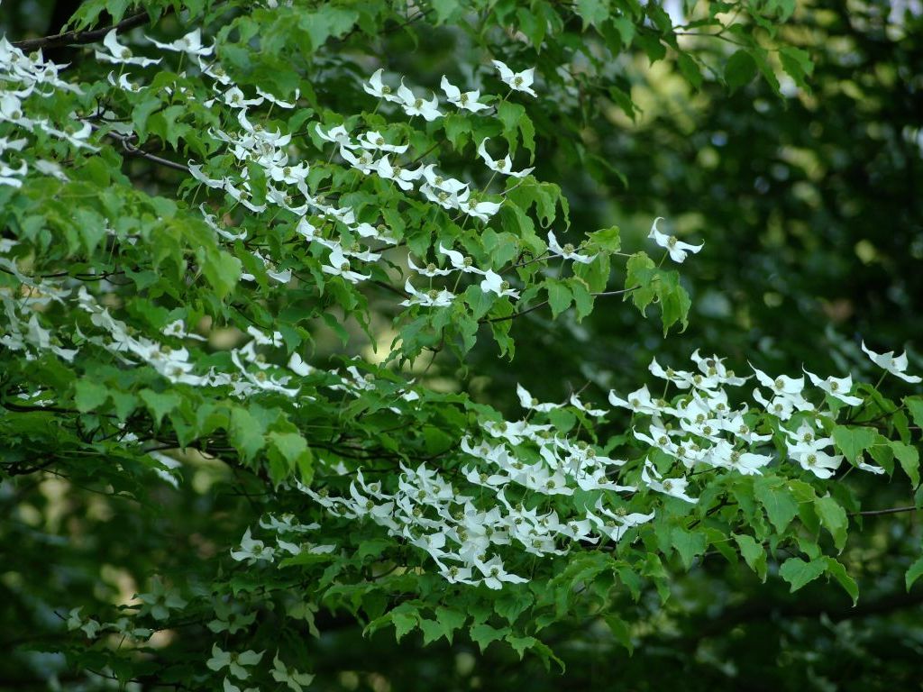 ���}�{�E�V