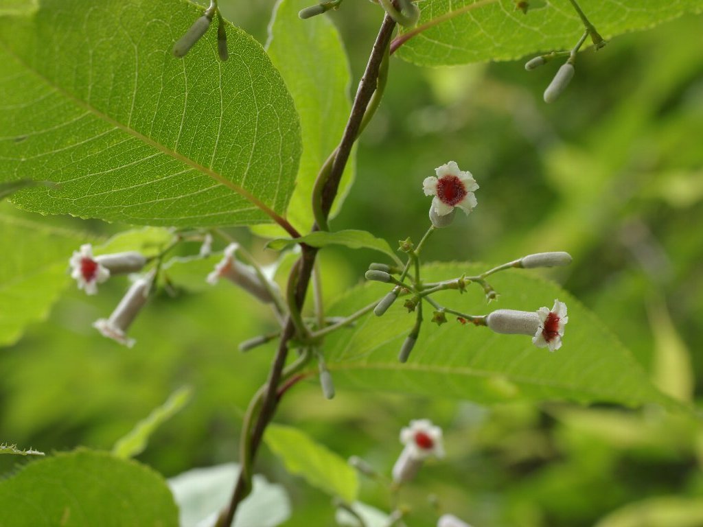 �w�N�\�J�Y��