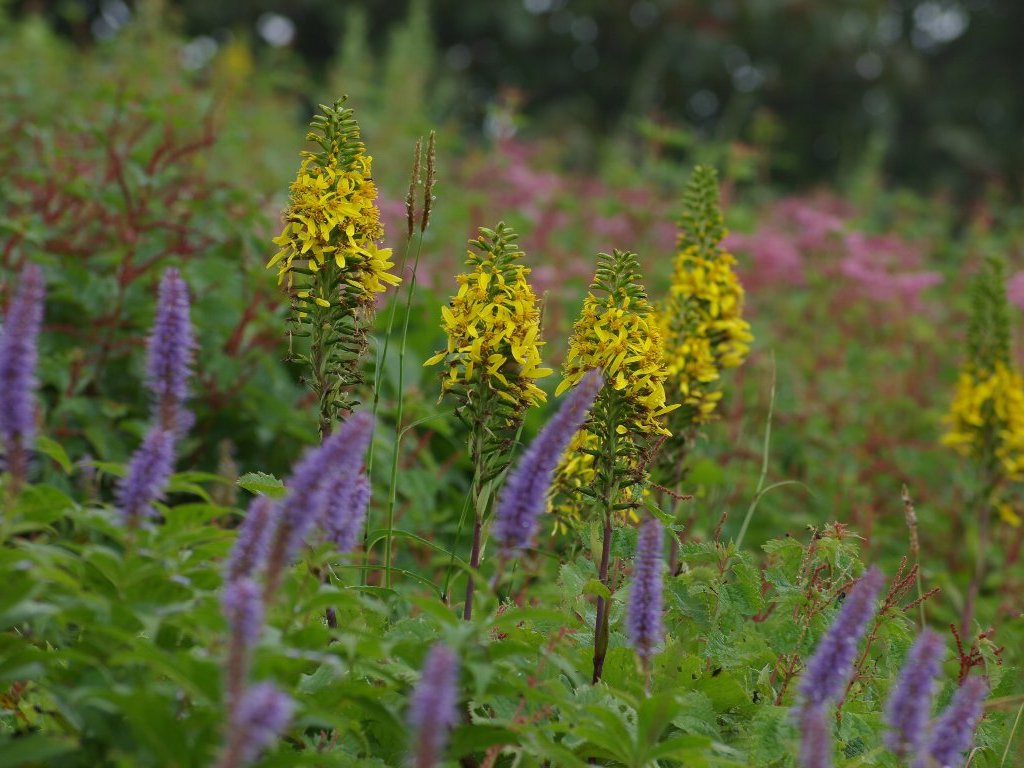 ���^�J���R�E