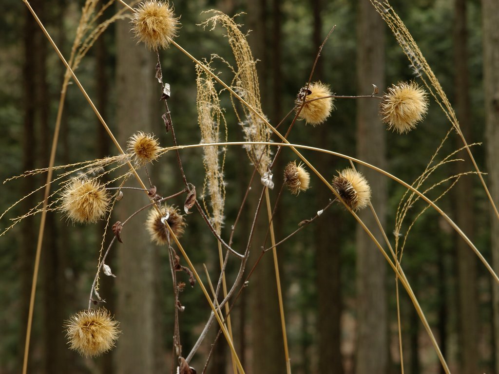 ドライフラワー ドライフラワー