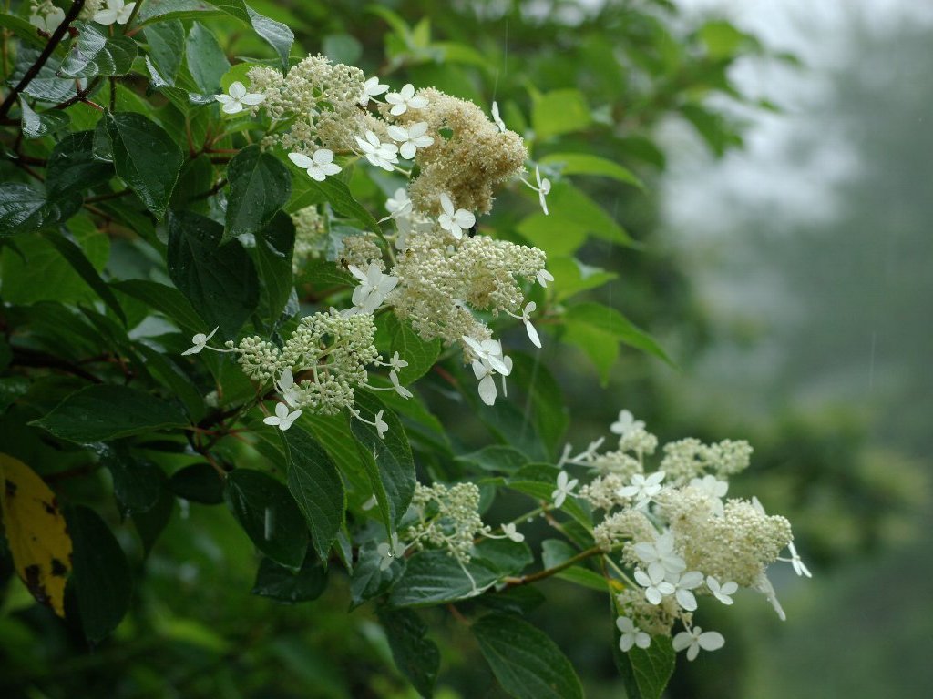 �m���E�c�M