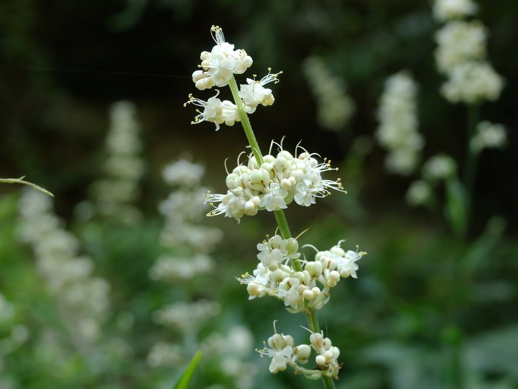 ���u�~���E�K