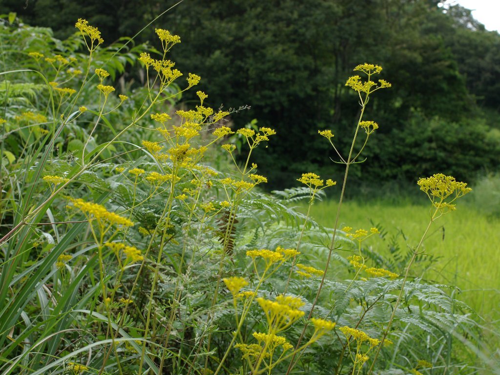 �I�~�i�G�V