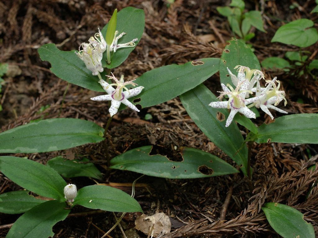 ���}�W�m�z�g�g�M�X