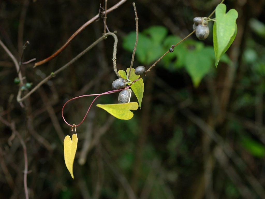 ���}�m�C��