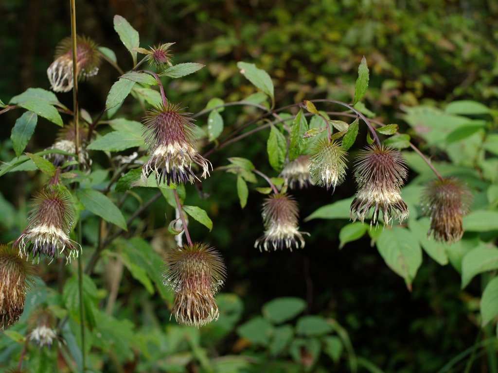 �L�N�o���}�{�N�`