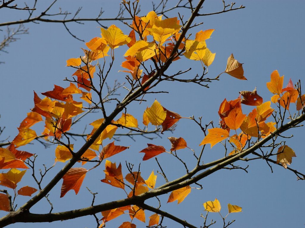 �E���n�_�J�G�f