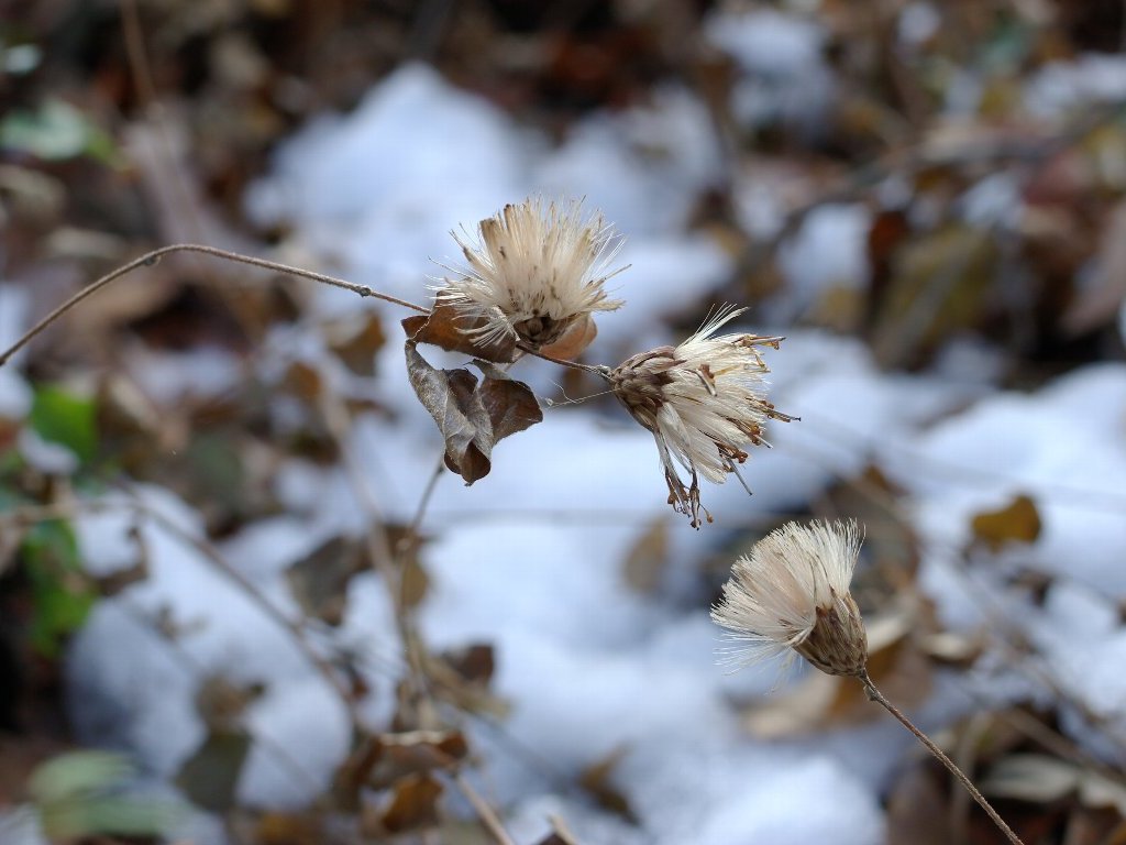 �R�E���{�E�L