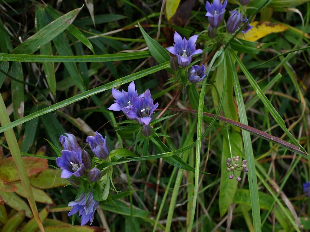 �����h�E