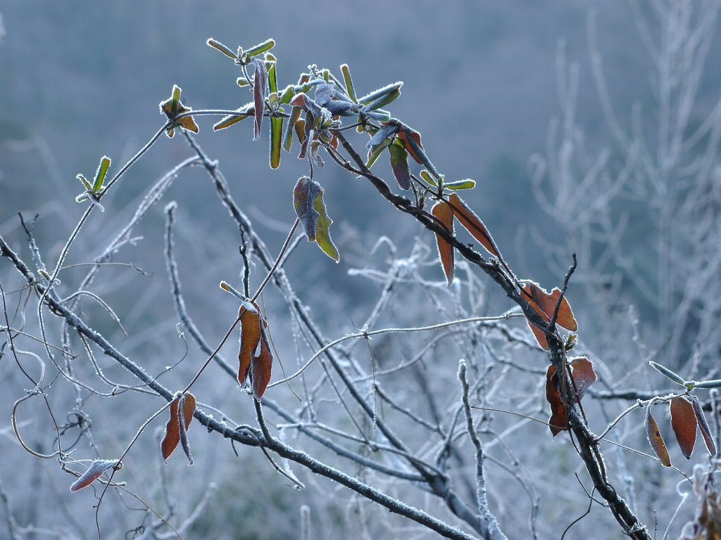 �X�C�J�Y��