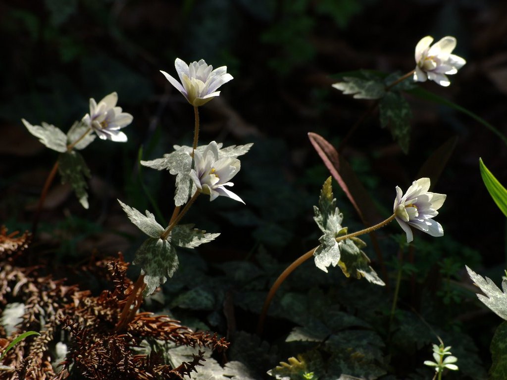 ���L�����C�`�Q