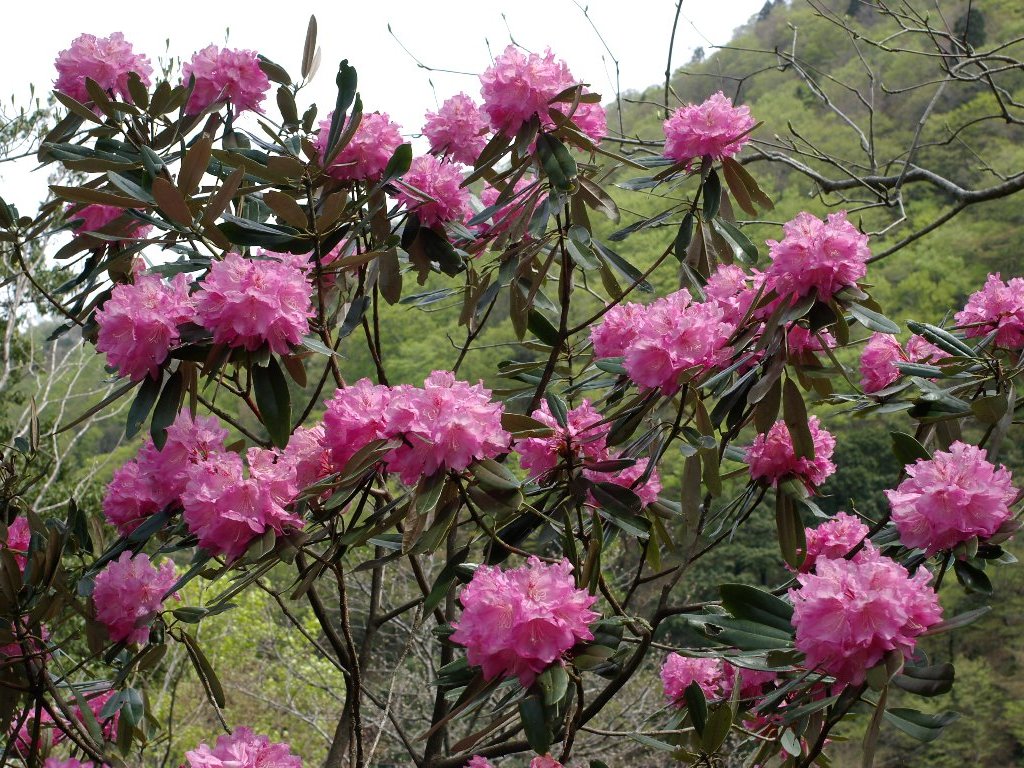 �V���N�i�Q