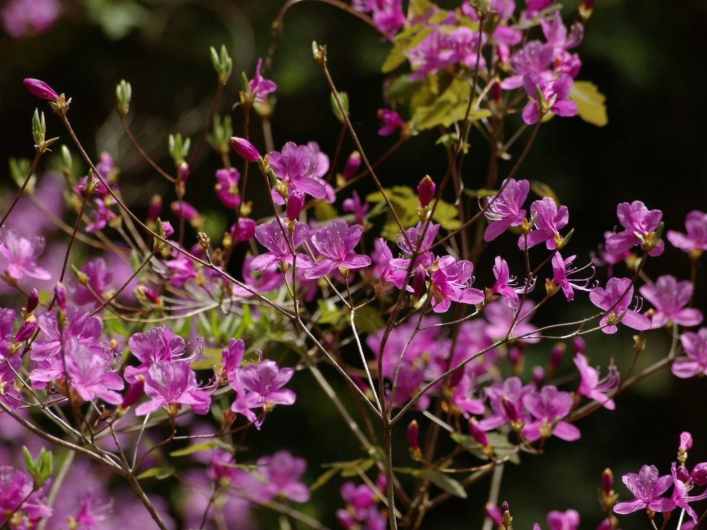 �R�o�m�~�c�o�c�c�W