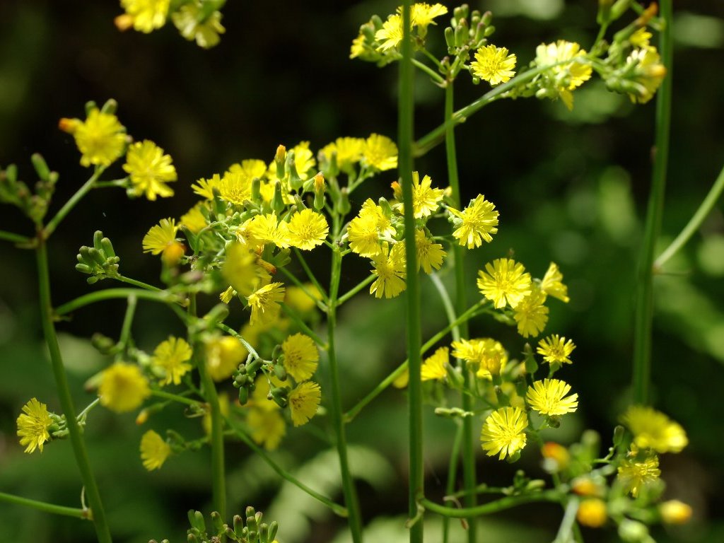 �I�j�^�r���R