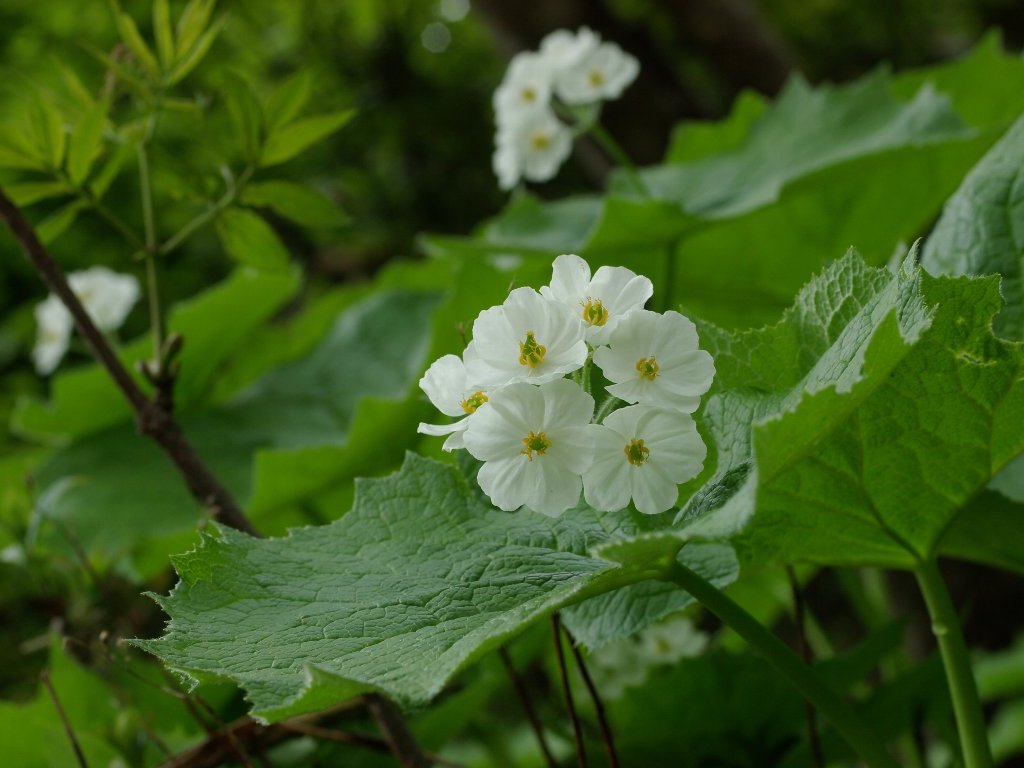 �T���J���E