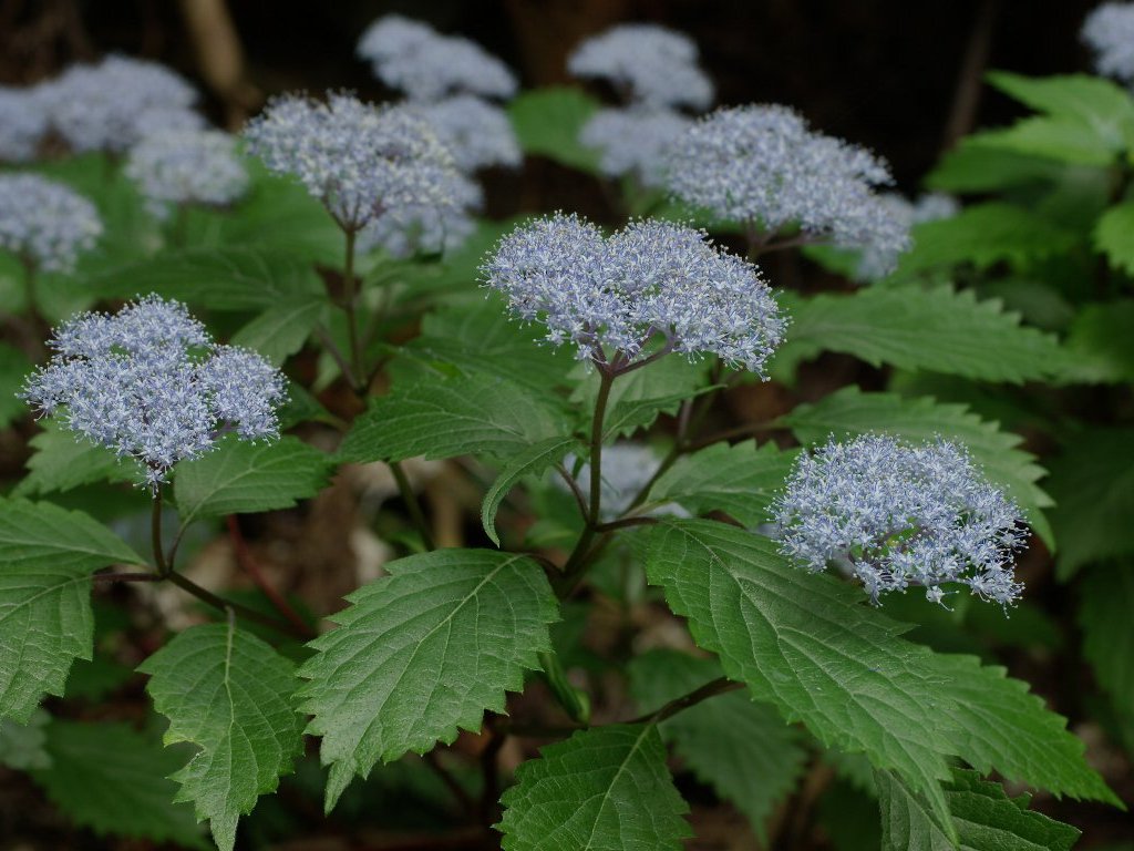 �R�A�W�T�C