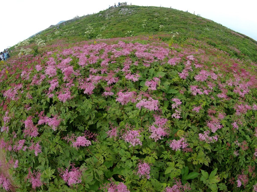 �V���c�P�\�E