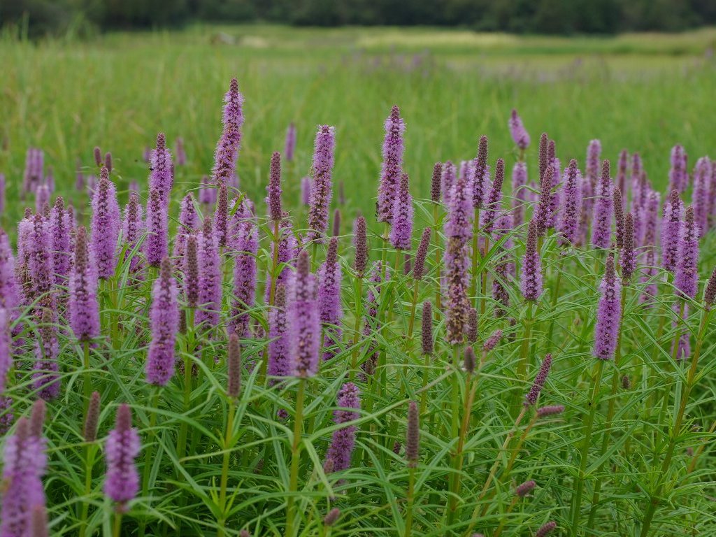 �~�Y�g���m�I