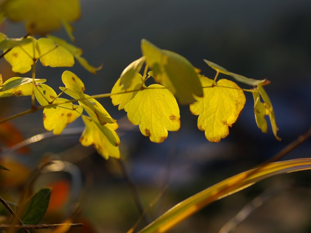 �A�L�J���}�c